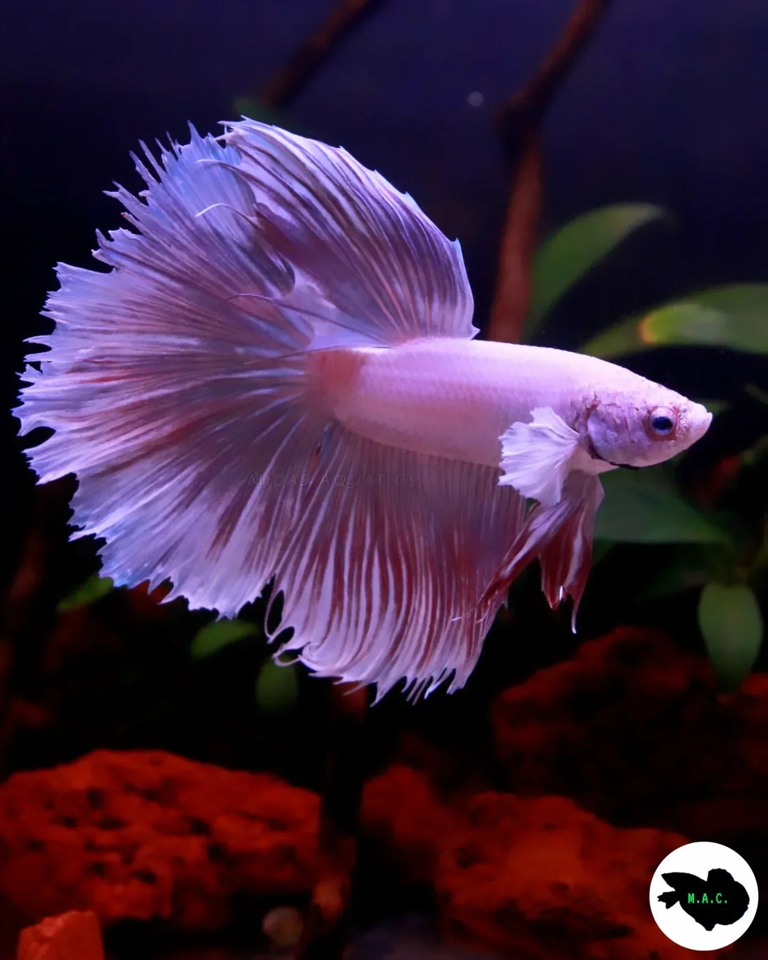 How to Set Up the Ideal Betta Fish Tank