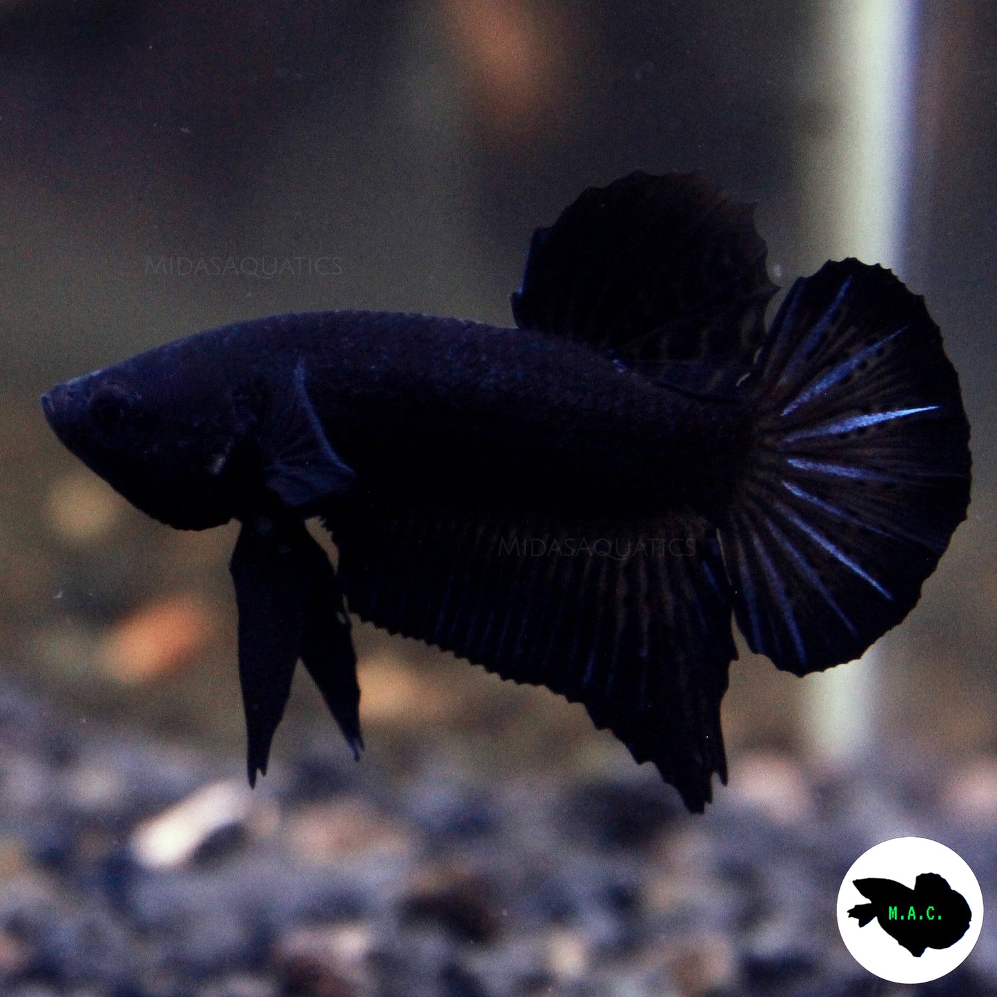 Solid Black Plakat Betta Fish