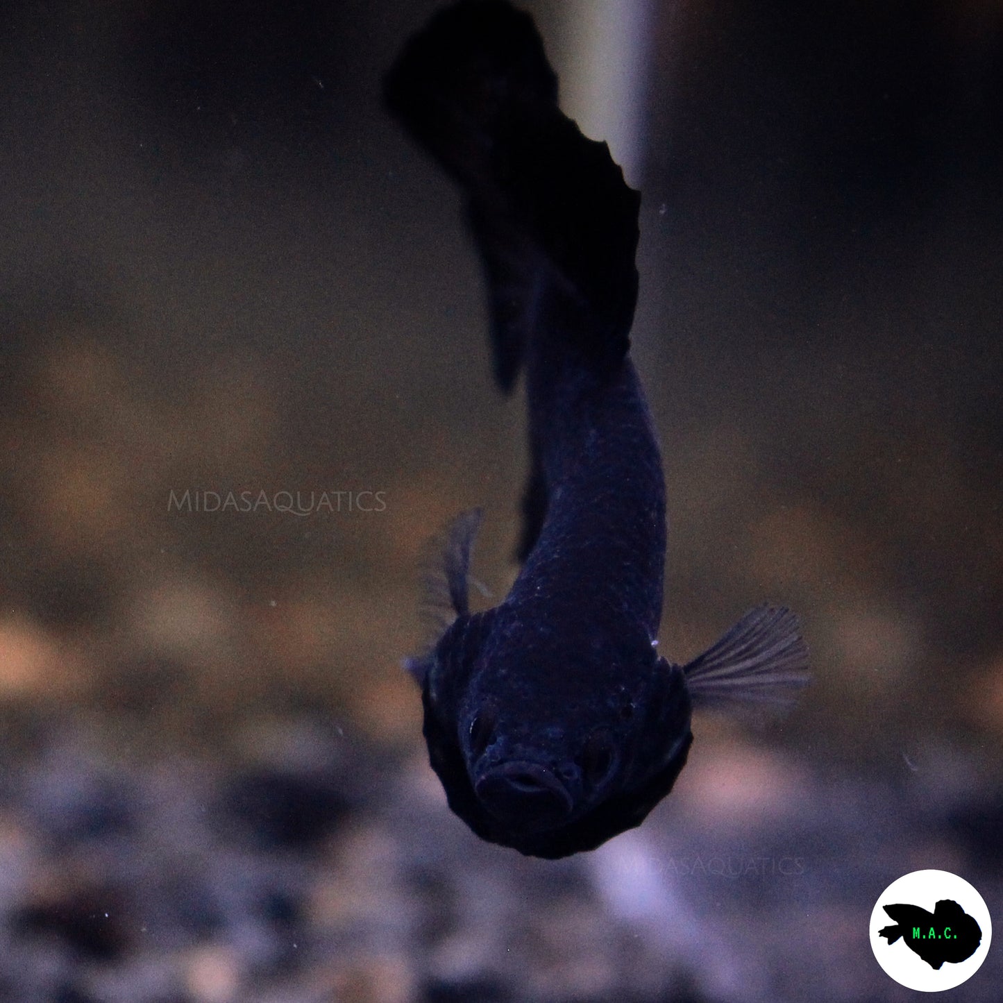 Solid Black Plakat Betta Fish