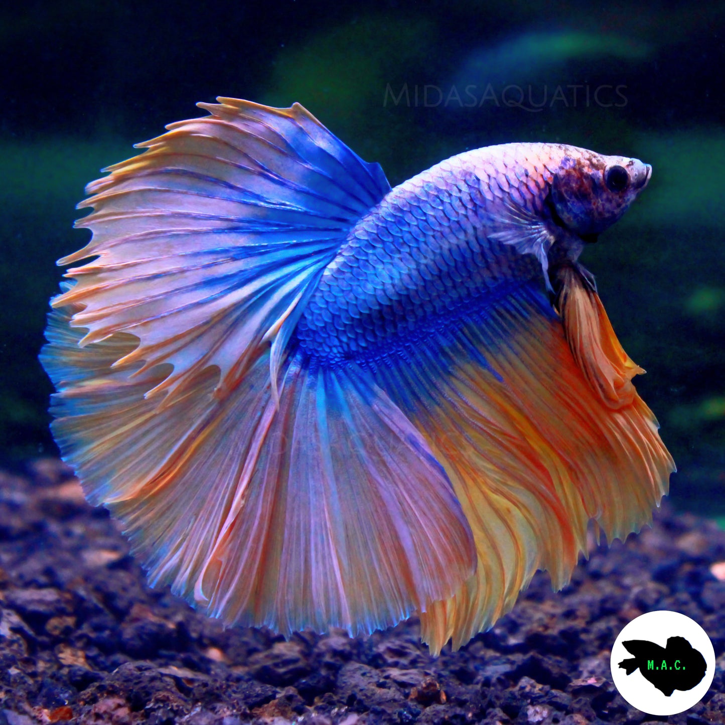 Pastel Butterfly Halfmoon Betta Fish - Midas Aquatics