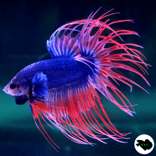 Top 5 Rare Betta Fish Types in Canada