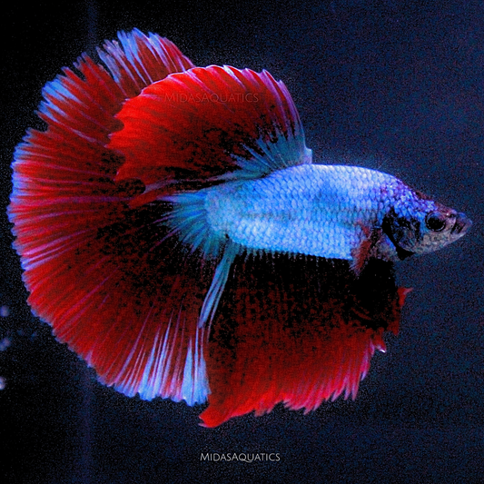 What Do Betta Fish Eat? Feeding Tips for Beginners